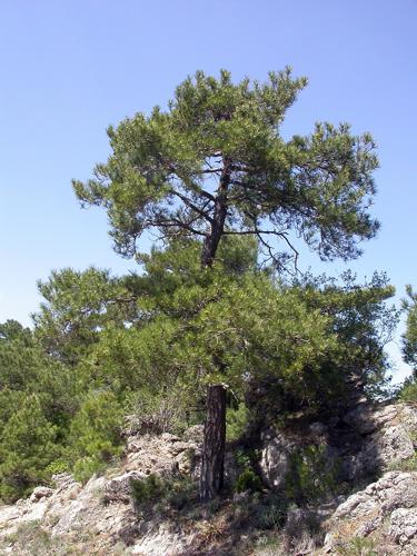 Pinus nigra salzmannii fg01.jpg © Fritz Geller-Grimm