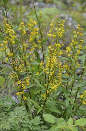 Solidago virgaurea subsp. virgaurea - Gewöhnliche Echt-Goldrute (9723835172).jpg © Nuuuuuuuuuuul from Vienna, Austria / Europe