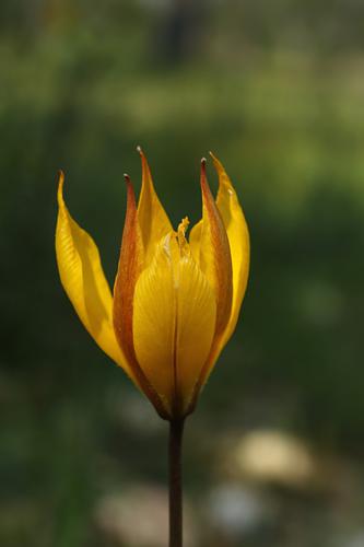Tulipa sylvestris subsp. australis.jpg © (Hans Hillewaert)