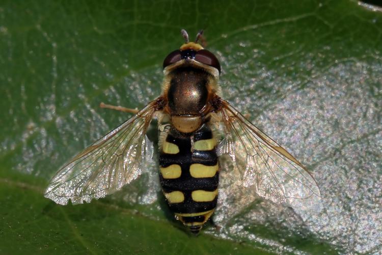 Hoverfly (Eupeodes corollae) female.jpg © Charlesjsharp