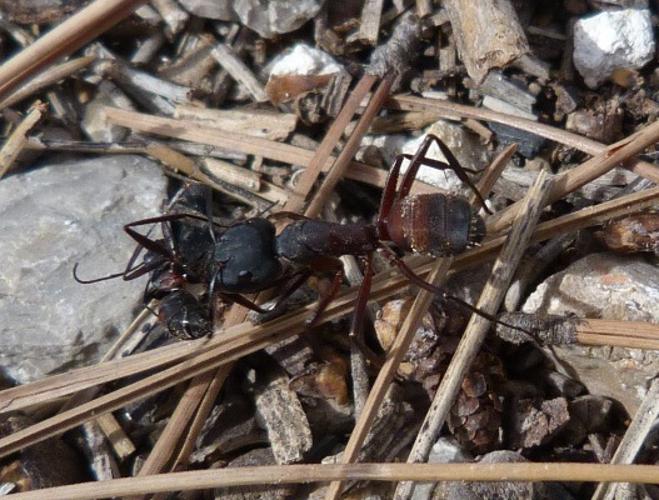 Camponotus cruentatus 1.jpg © Joan Carles Hinojosa Galisteo