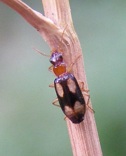 Dromius-quadrimaculatus-Beetle-20100730a.jpg © TristramBrelstaff