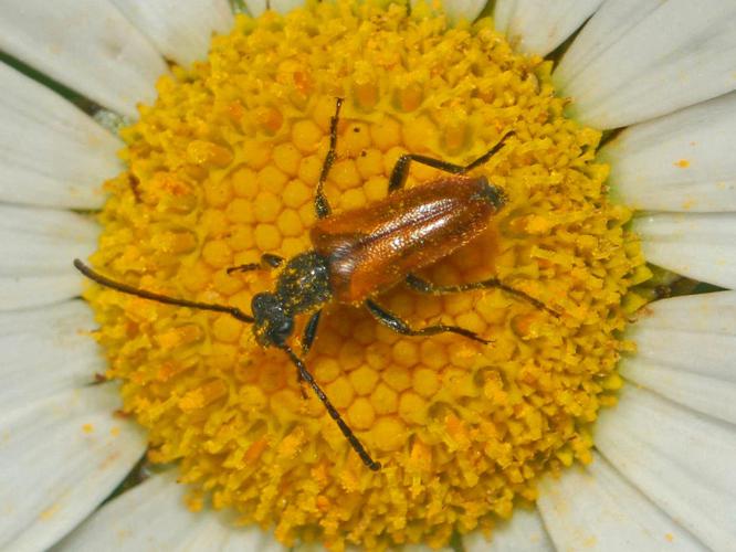 Cerambycidae - Pseudovadonia livida-2.JPG © Hectonichus