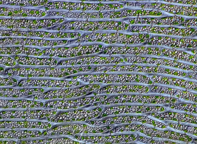 Dicranum fuscescens leaf cells.jpg © Des_Callaghan