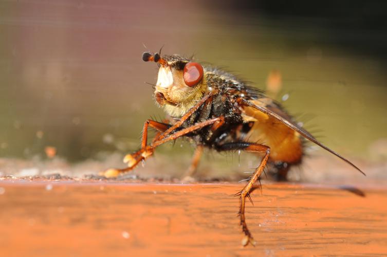 Thomas Bresson - Tachina fera (by).JPG © Commons