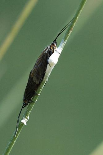 Rhyacophila.fasciata.couple.jpg © James K. Lindsey