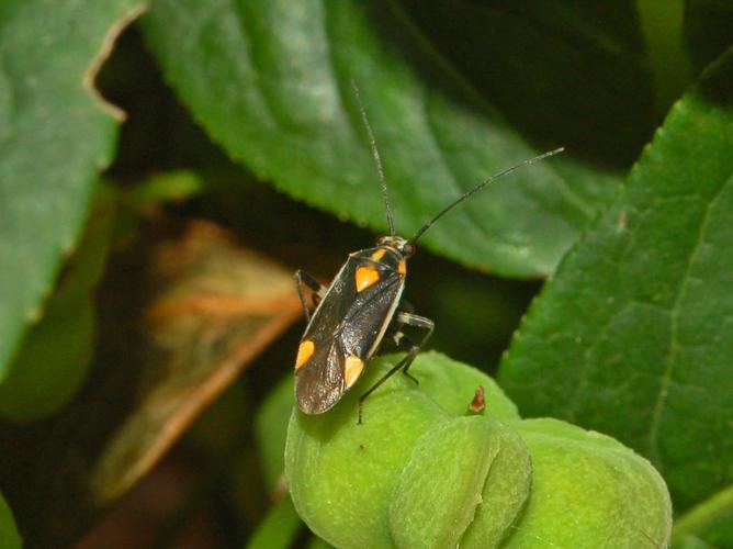Miridae - Capsodes flavomarginatus-1.JPG © Hectonichus