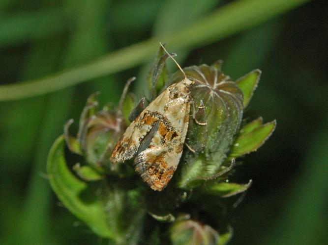 Tortricidae - Cochylis hybridella.jpg © Hectonichus