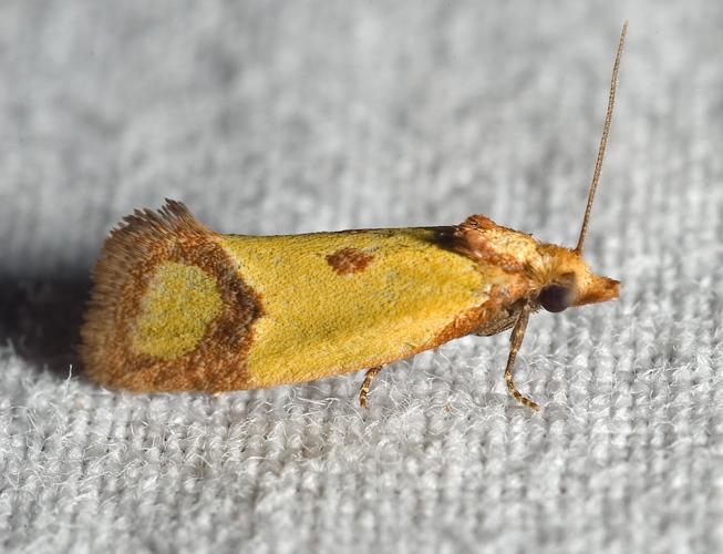 Agapeta zoegana01.jpg © Kulac