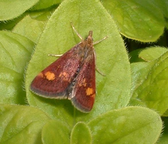 Mint moth segl.jpg © No machine-readable author provided. Seglea assumed (based on copyright claims).