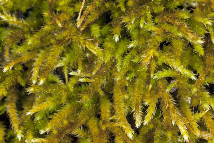 Antitrichia californica (California antitrichia moss) (7045833109).jpg © Commons