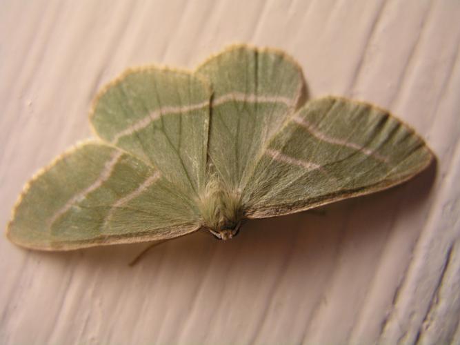 Onbekende vlinder.JPG © Evanherk at Dutch Wikipedia