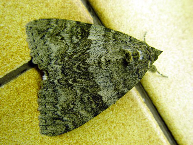 Catocala.nupta-moth7-30.07.06.jpg © John de Haura