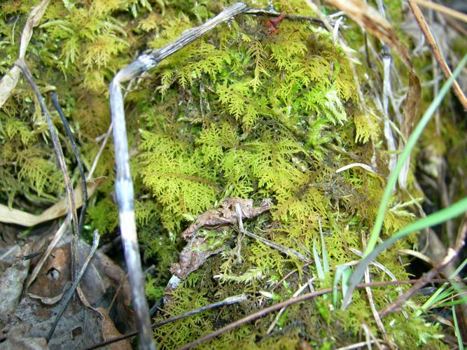 Common fern moss (St Joseph Twp).JPG © Fungus Guy
