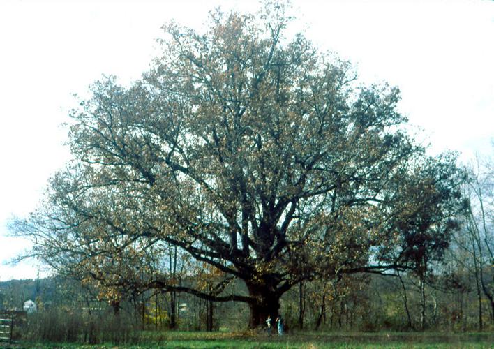 Quercus alba.jpg © en:User:Jaknouse