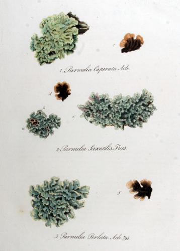 Parmelia caperata — Flora Batava — Volume v10.jpg © Commons