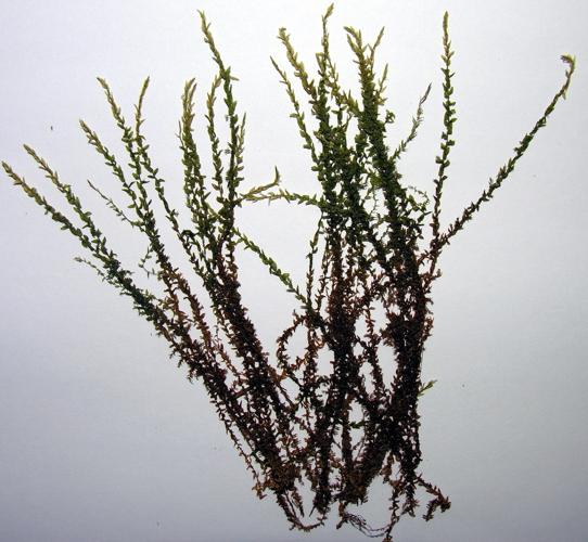 Calliergon cordifolia resize.jpg © Commons