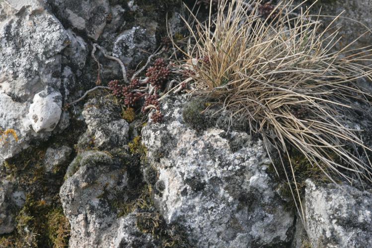 Grimmia tergestina (a, 142901-475442) 5721.JPG © HermannSchachner