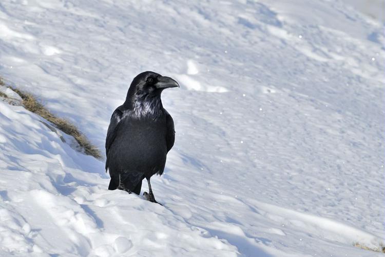 Grand corbeau © Mireille Coulon - Parc national des Ecrins