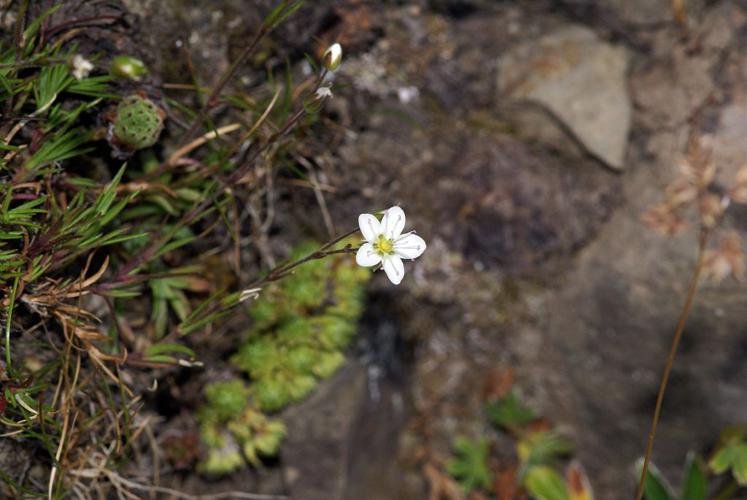 Alsine calaminaire, Minuartie du printemps, Minuartia du printemps © Cédric Dentant - Parc national des Ecrins