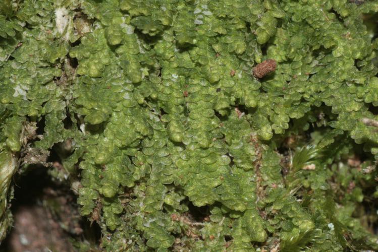 Lejeunea cavifolia (c, 144714-480309).JPG © HermannSchachner