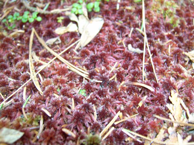 Small red peat moss (Orphan Lk) 3.JPG © Fungus Guy
