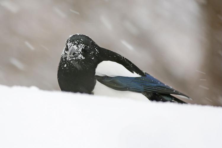 Pie bavarde dans la neige © Pascal Saulay - Parc national des Ecrins