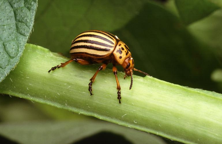 Colorado potato beetle.jpg © Scott Bauer, USDA ARS