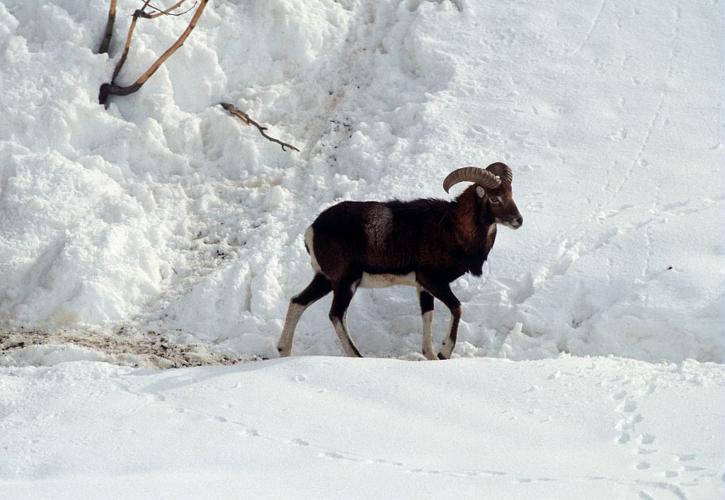 Mouflon © Parc national des Ecrins