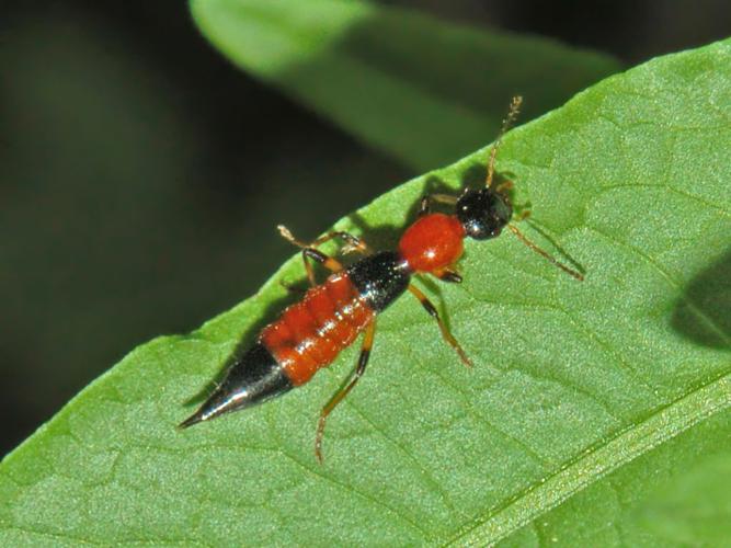 Staphylinidae - Paederus baudii-2.JPG © Hectonichus