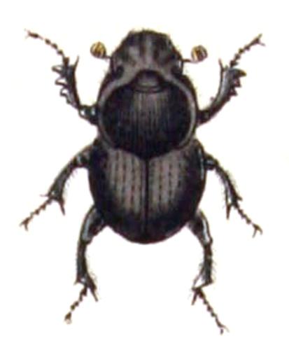 Onthophagus.taurus.-.calwer.21.04.jpg © Commons
