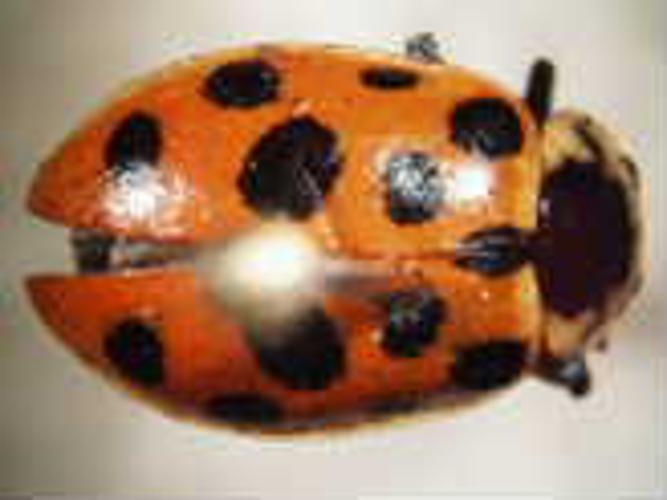 Ladybug13.jpg © Commons