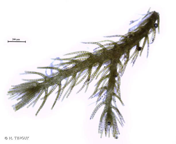<i>Blepharostoma trichophyllum</i> (L.) Dumort., 1835 © H. TINGUY