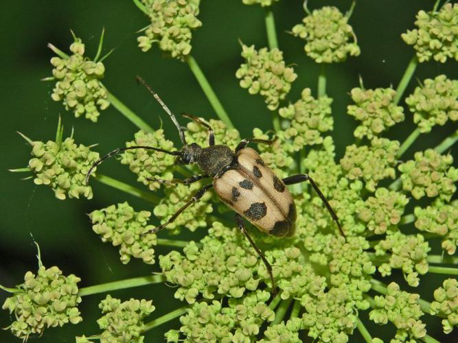 Cerambycidae - Judolia cerambyciformis.JPG © Hectonichus