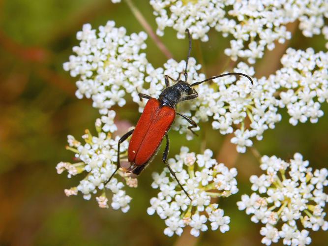 Cerambycidae - Anastrangalia sanguinolenta-2.JPG © Hectonichus