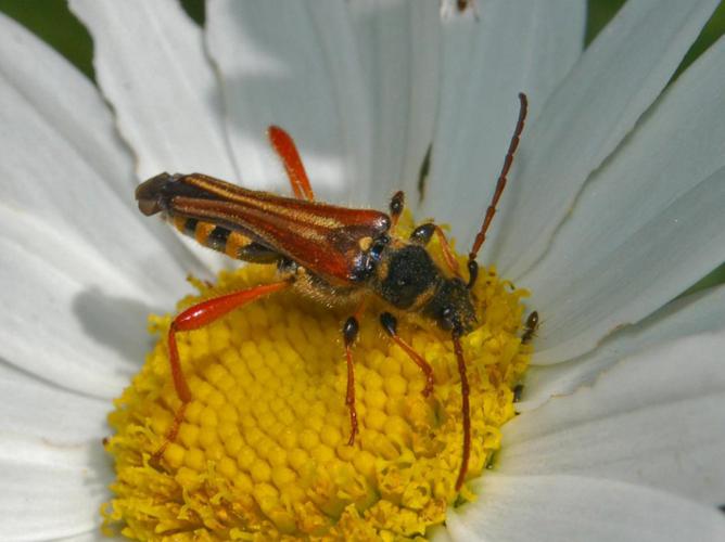 Cerambycidae - Stenopterus rufus-1.JPG © Hectonichus