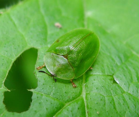 Tortoise Beetle. Cassida viridis - Flickr - gailhampshire.jpg © gailhampshire from Cradley, Malvern, U.K