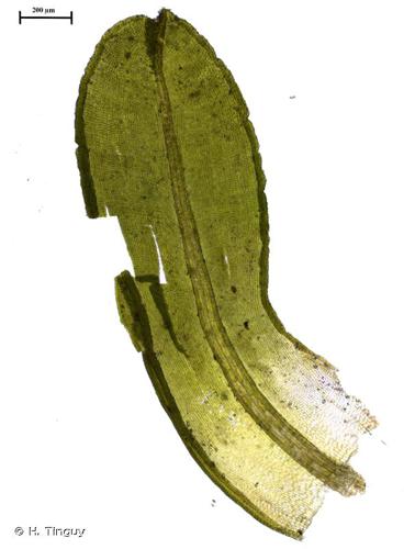 <i>Dialytrichia saxicola</i> (Lamy) M.J.Cano, 2007 © H. Tinguy