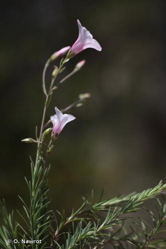 <i>Linum suffruticosum </i>subsp.<i> appressum</i> (Caball.) Rivas Mart., 1978 © O. Nawrot