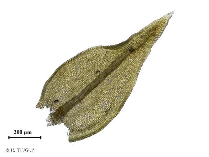 <i>Lescuraea incurvata</i> (Hedw.) E.Lawton, 1957 © H. TINGUY