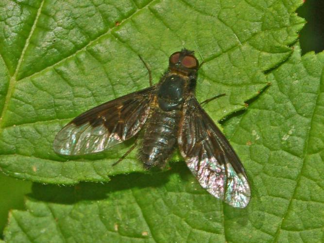 Bombyliidae - Hemipenthes morio-1.JPG © Hectonichus