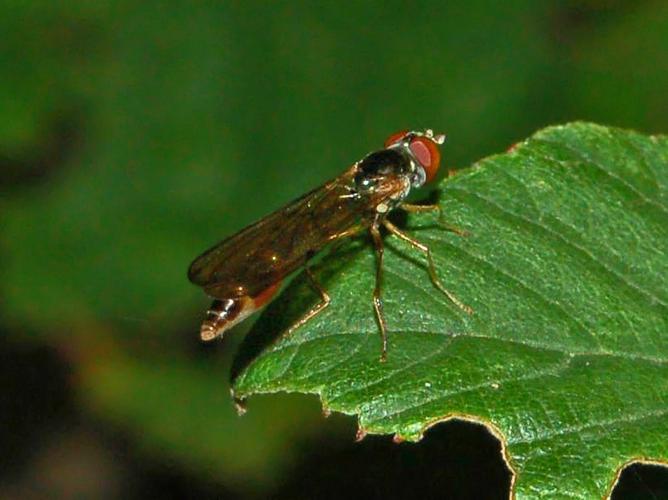 Syrphidae - Baccha elongata.JPG © Hectonichus